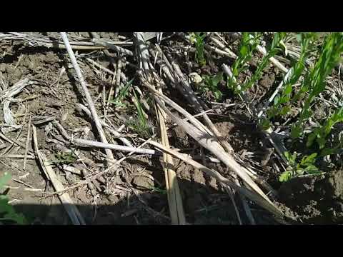 Видео: 26.05.2021. Лён в технологии No-till !