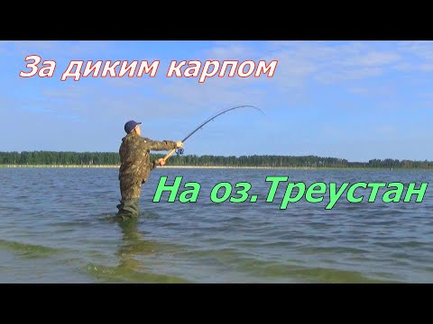 Видео: оз.Треустан карп гнет и таскает удочки.