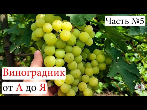 Видео: Виноградник с НУЛЯ. С чего НАЧАТЬ. Основные ОШИБКИ. Часть №5