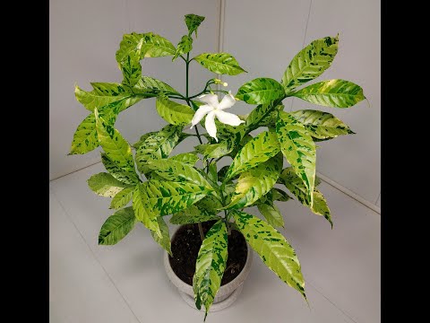 Видео: Табернемонтана дивариката сплеш (Tabernaemontana divaricata splash)