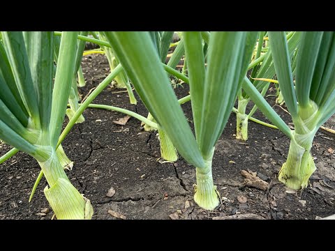 Видео: Чтобы ЛУК рос КРЕПКИЙ, сажаю только так!