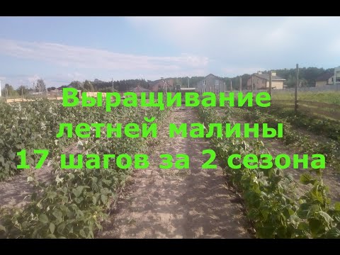 Видео: Выращивание летней малины. 17 шагов за 2 сезона