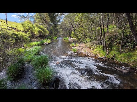 Видео: Ловля форели в красивой бурной реке
