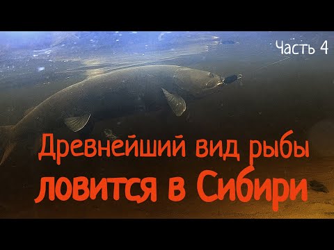 Видео: Медведи, таймени и песчаные дюны - здесь реальность превзошла ожидания/Рыбалка на реке Келлог #4