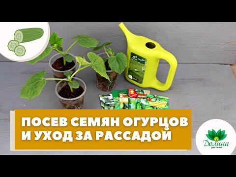 Видео: Как получить ранний урожай огурцов: ПОДГОТОВКА и ПОСЕВ семян огурцов