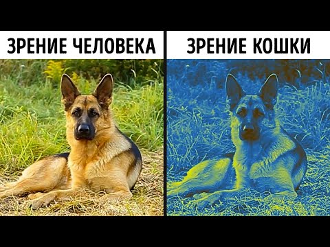 Видео: 70 фактов о редких животных, которые заставят вас "ахнуть".