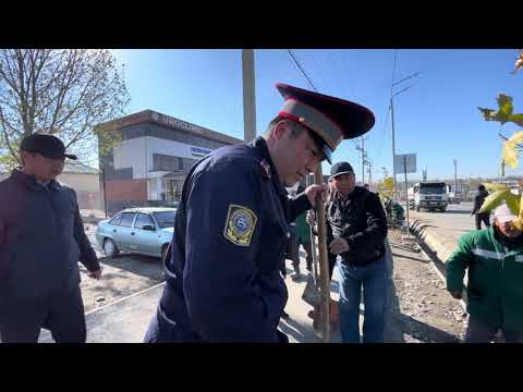 Видео: ✅Ош шаарына 1000 көчөт отургузулууда