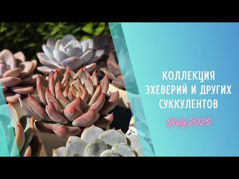 Видео: Моя коллекция растений 🌱Эхеверии и другие суккуленты ▪️ Июль 2025