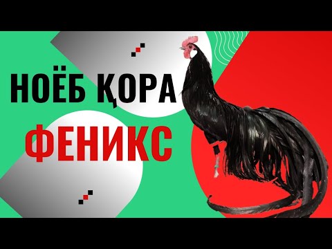 Видео: НОЁБ ҚОРА ФЕНИКС ва БОШКА ЗОТЛИ ТОВУКЛАР. 
