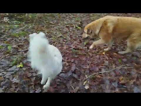 Видео: За грибами