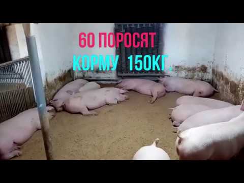 Видео: Свиньи кума.Спустя два месяца.Результат.Откорм свиней.Покупка свиней на Серво Люкс Генетик.Часть 3