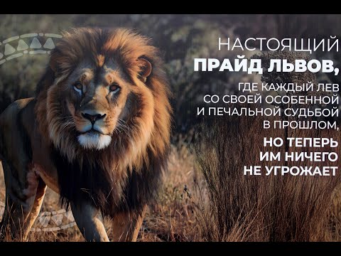 Видео: Земля Прайда