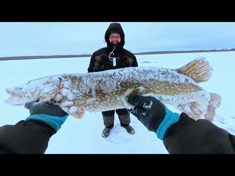 Видео: ПЕРВЫЙ ТРОФЕЙ НА ПЕРВОМ ЛЬДУ РЫБАКА ИЗ МЫТИЩЕЙ В ЯКУТИИ