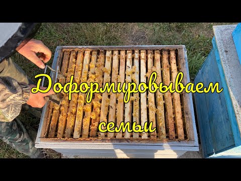 Видео: ДОФОРМИРОВЫВАЕМ СЕМЬИ!!! ТЕСТ НА ЗАКЛЕЩЁВАННОСТЬ!!!