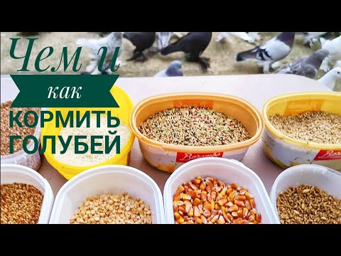 Видео: Бойние голуби. Чем и как кормить голубей. 04.01.22 Грузия. Тбилиси