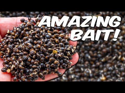 Видео: ЛУЧШАЯ наживка (и как ее приготовить)