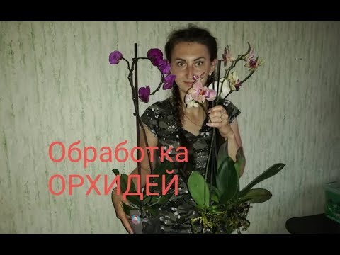 Видео: Что делать с ОРХИДЕЙ после покупки/ несколько вариантов ОБРАБОТКИ перед посадкой