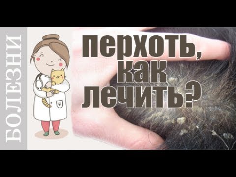 Видео: Почему появляется перхоть у собак и кошек? Советы ветеринара