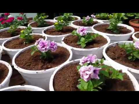 Видео: Обзор теплицы на 15 мая. Цветы проданы ,Новые кашпо.Рассада помидоров переросла.