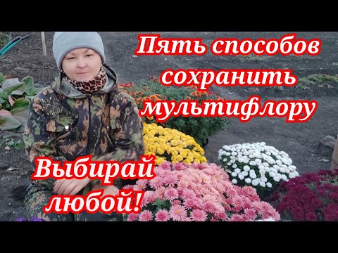 Видео: Хризантема мультифлора. Пять способов сохранить зимой.