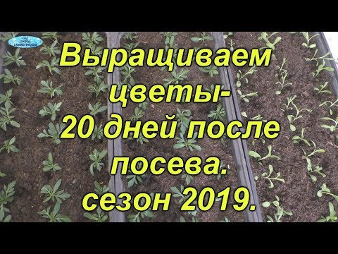 Видео: Без этого цветы красивыми не вырастут!