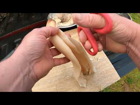 Видео: Как чистить гуидаков и моллюсков-коньков.