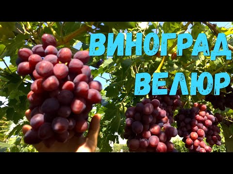 Видео: Виноград Велюр.