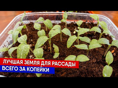 Видео: Лучшая земля для рассады - всего за копейки