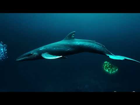 Видео: Обитатели морей и океанов Развивающие мультики  Морские животные  Подводный мир