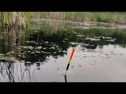 Видео: Рыбалка на поплавок в мае.