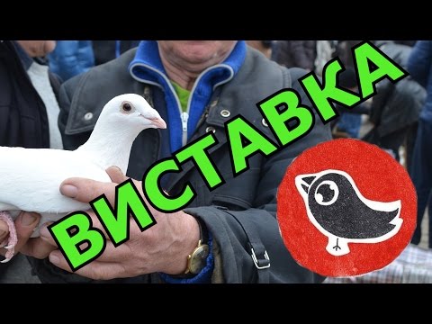 Видео: Виставка голубів. Кролі. Нутрії. м. Снятин. 5 березня 2017