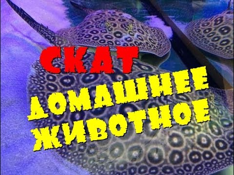 Видео: Скат - Домашнее животное