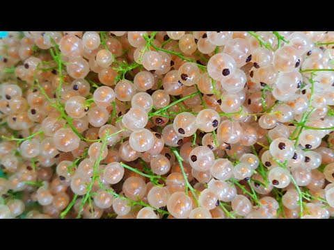 Видео: Вкуснятина из белой смородины. Домашние заготовки. Сколько ни сделай - всё мало!