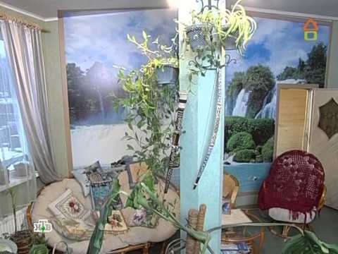 Видео: Дачный ответ Орхидеи в тумане