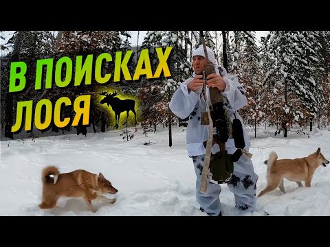 Видео: В поисках лося! Охота с собаками в лесу! #охота2022