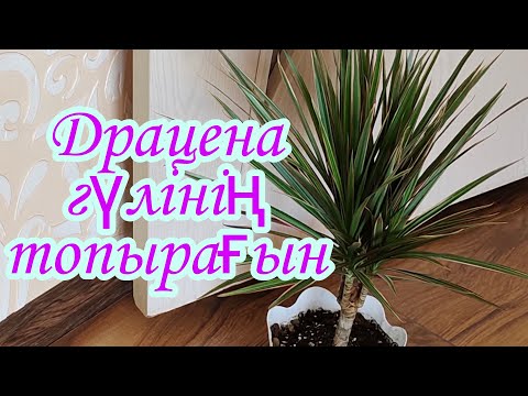 Видео: Драцена гүлінің пересадкасы. Драцена гүлінің топырағы. Үй гүлдері. Гүлдер әлемі.