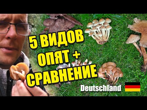 Видео: ПЯТЬ ВИДОВ ОПЯТ. СРАВНЕНИЕ. Грибы Германии 2025