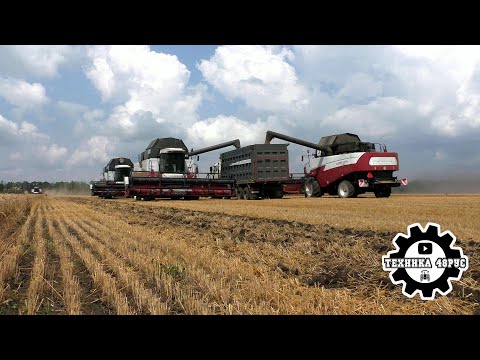 Видео: Комбайны Acros 585 и Acros 595+ на обмолоте пшеницы. Уборочная - 2025. Липецкая область