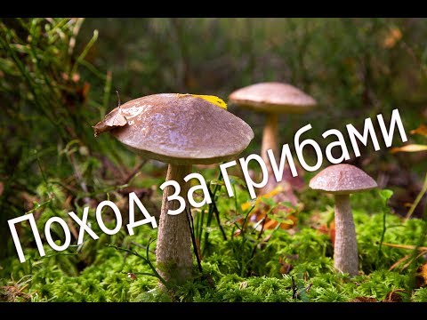 Видео: Поход за грибами | Фото грибов в лесу