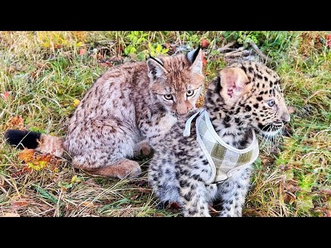 Видео: Рысёнок Тимка НЕ УЗНАЛ леопардика Хана! Показалось, что дружба между ними ОКОНЧЕНА! Всё обошлось))
