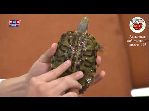Видео: V:15 Усны яст мэлхийг хэрхэн арчлах вэ? Usnii yast melhii