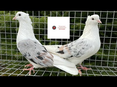 Видео: ЭКСКЛЮЗИВНАЯ КОЛЛЕКЦИЯ БОЙНЫХ ГОЛУБЕЙ #pigeons #армянские #tauben #бойныеголуби #աղավնիներ #голуби