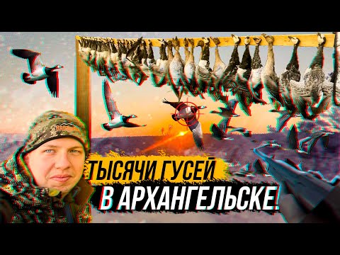 Видео: ОХОТА на осеннего ГУСЯ 2025. ГУСЬ прет валом. Охота в Архангельске.