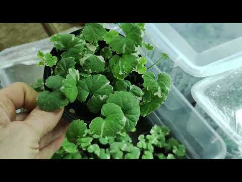 Видео: Супер ампельное растение для сада Как сохранить будру плющелистную в зиму. Черенкование будры.