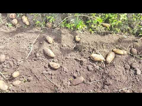 Видео: Копаємо Тайфун,Волю і Гранаду.