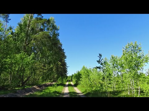 Видео: Березовая Родина моя. Открытие грибного сезона.