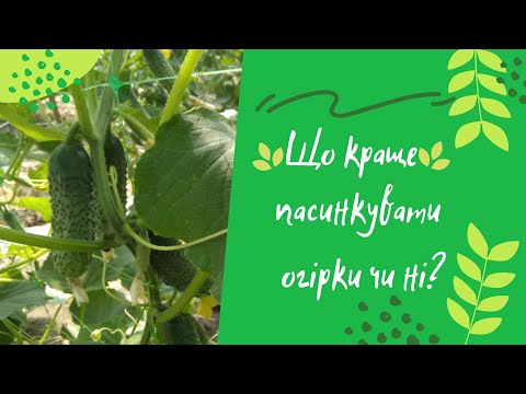 Видео: Що краще пасинкувати огірки чи ні?