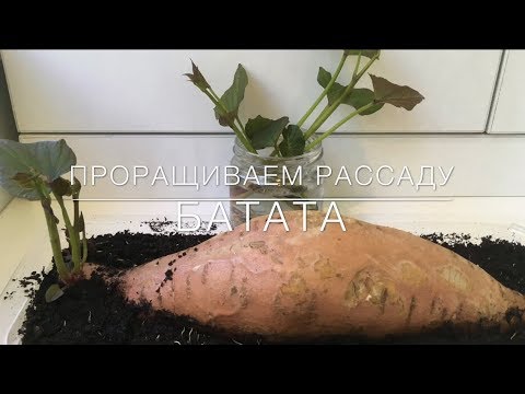 Видео: 🍠 Проращивание Рассады Батата