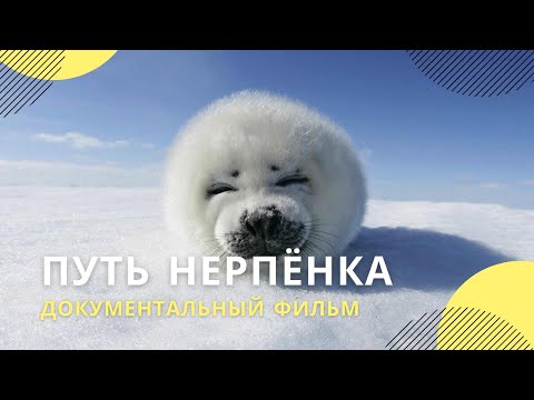 Видео: «Путь нерпенка» | Документальный фильм