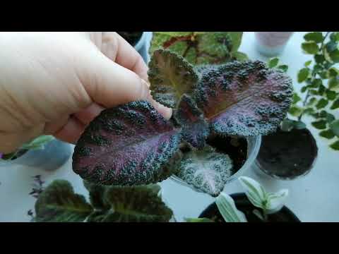 Видео: Излишки комнатных растений на февраль 2024г.